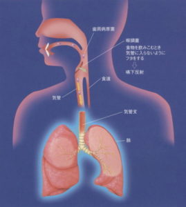 お口の細菌が肺の病気に関係